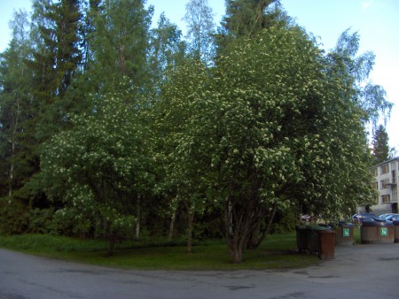 Pihlajat